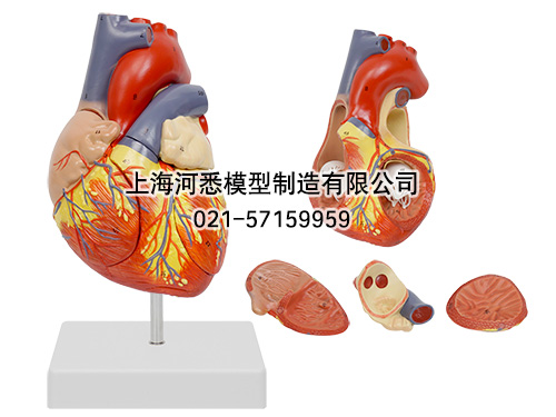 心脏解剖放大模型