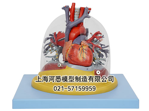 心脏与透明肺气管支气管树模型