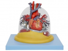 心脏与透明肺、气管、支气管树模型