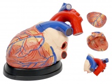 心脏解剖放大模型（放大4倍，3部件）