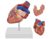 儿童心脏解剖放大模型