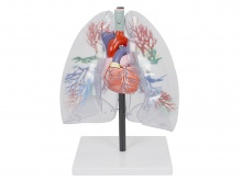 透明肺、气管、支气管和心脏模型