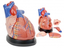 成人心脏解剖放大模型（放大3倍，5部件）