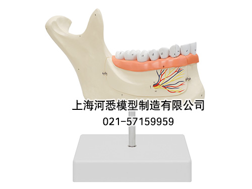 成人牙列模型