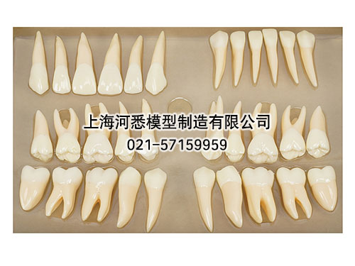 2.5倍全口双色恒牙模型