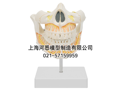恒牙立体模型