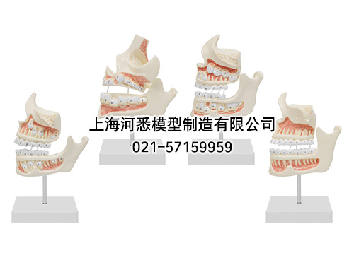 牙齿发育顺序模型,牙与颌骨的发育模型