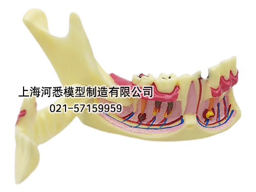 下颌骨分解模型