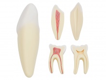 切牙、尖牙、磨牙模型（牙解剖模型）