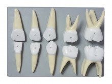 乳牙放大模型（10颗牙）