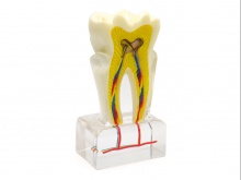 牙神经线模型