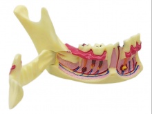 下颌骨分解模型