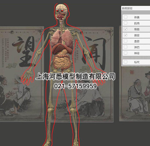 3D版多点触控中医经络腧穴解剖教学系统平台