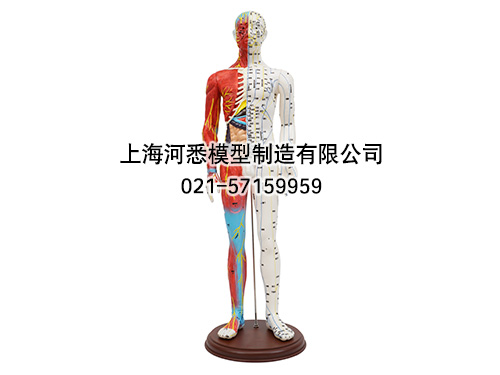 男性人体针灸模型带肌肉解剖模型